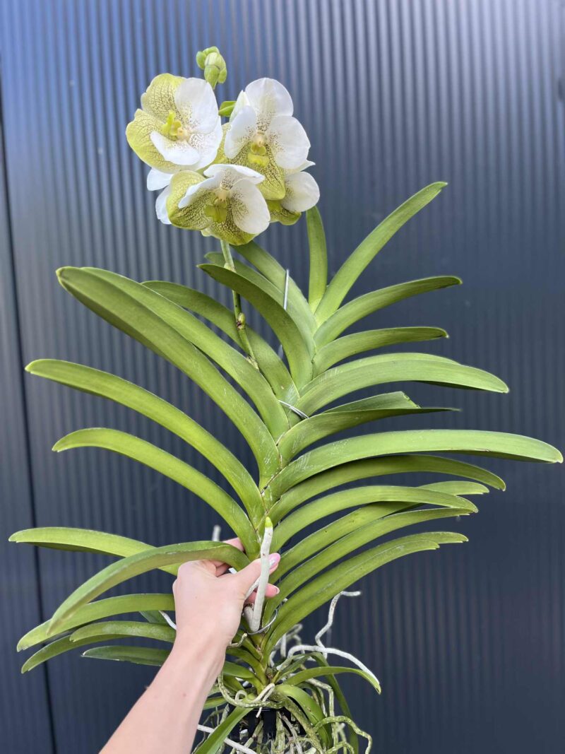 Storczyk Vanda “Hybryda Special ” 3