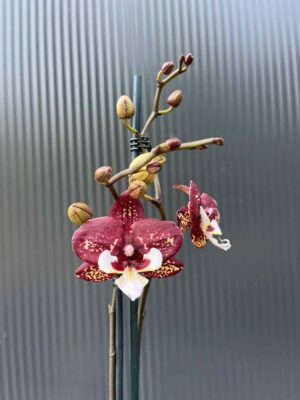 Phalaenopsis Chocolate “Kizz” | Storczyk