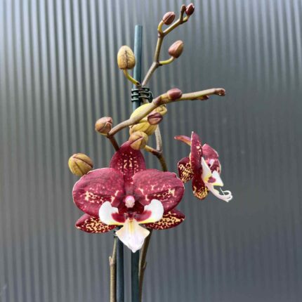 Phalaenopsis Chocolate “Kizz” | Storczyk