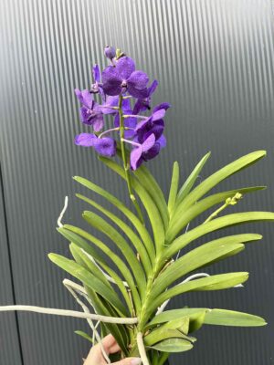 Storczyk Vanda 1