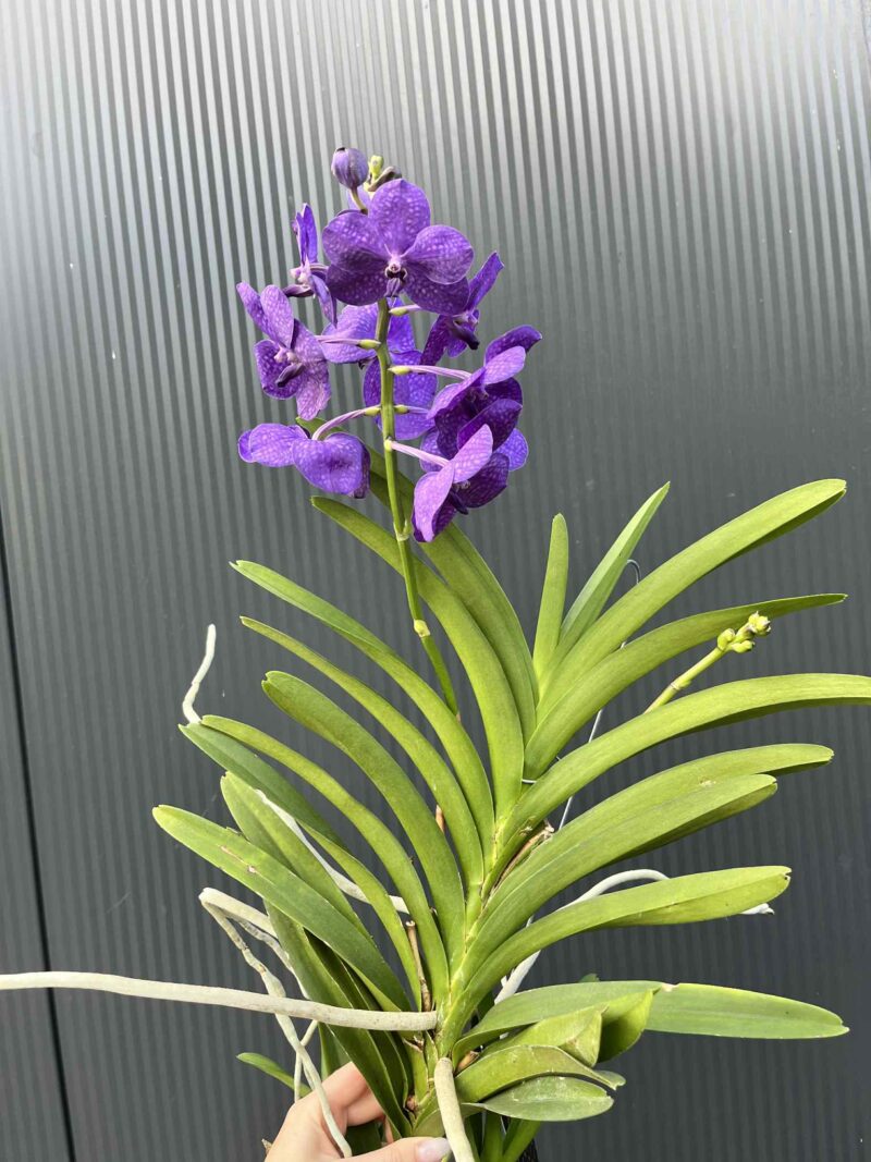Storczyk Vanda 1