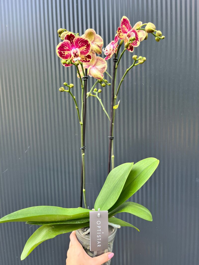 Phalaenopsis Optistar Spears | storczyk