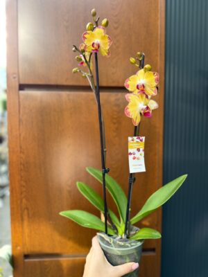 Phalaenopsis Papagayo | Storczyk