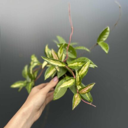 Hoya Carnosa Tricolor