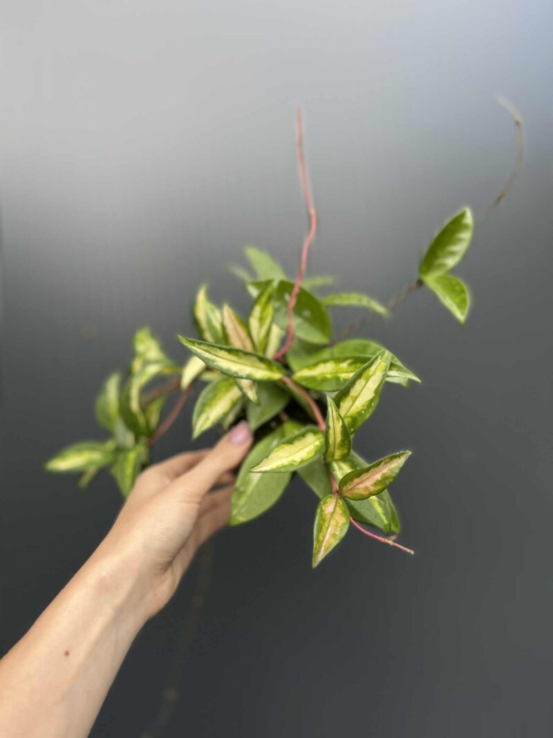 Hoya Carnosa Tricolor
