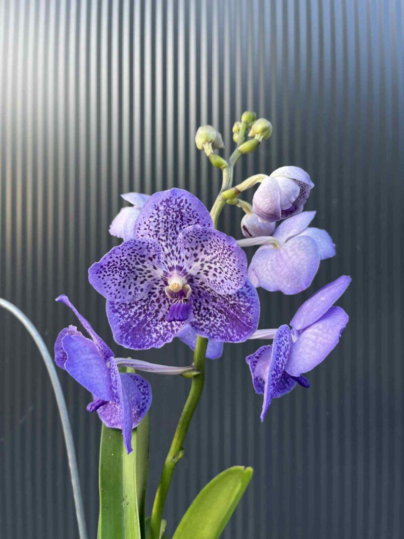 Storczyk Vanda “Hybryda Special ” 2 przekwitająca