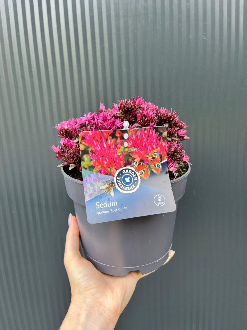 Sedum ‘Spot On Deep Rose’ – Rozchodnik kaukaski