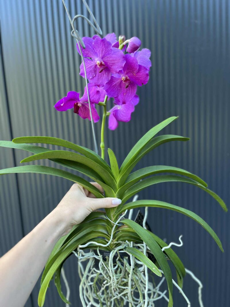 Storczyk Vanda 8