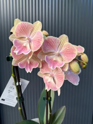 phalaenopsis harck mermaid | Storczyk