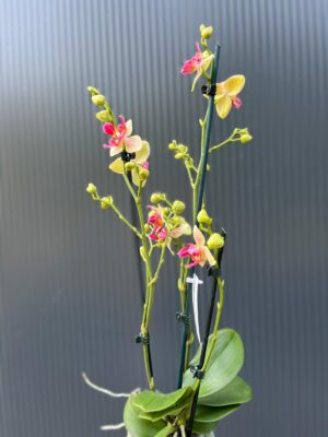 Phalaenopsis Chi-Yueh Kalejdoskop peloric | Storczyk przekwitający