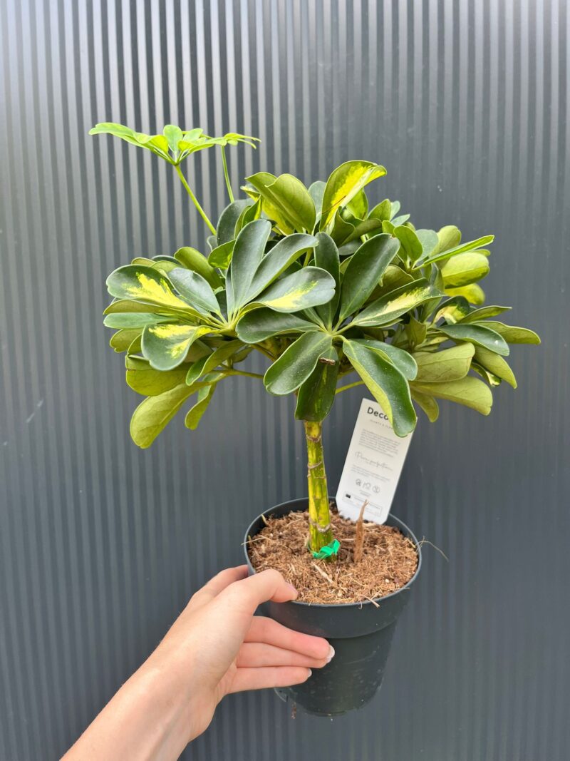 Schefflera arboricola ‘Gold Capella’
