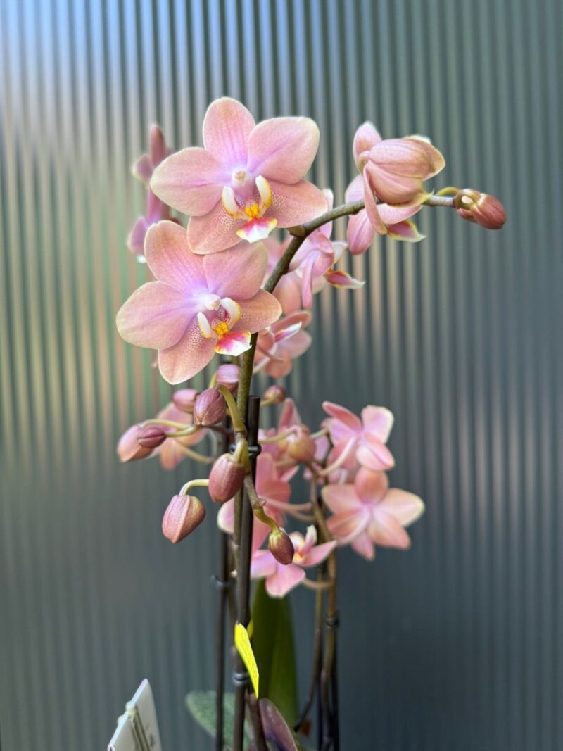 Phalaenopsis Multiflora ‘Aromio Sweet’ | Storczyk pachnący