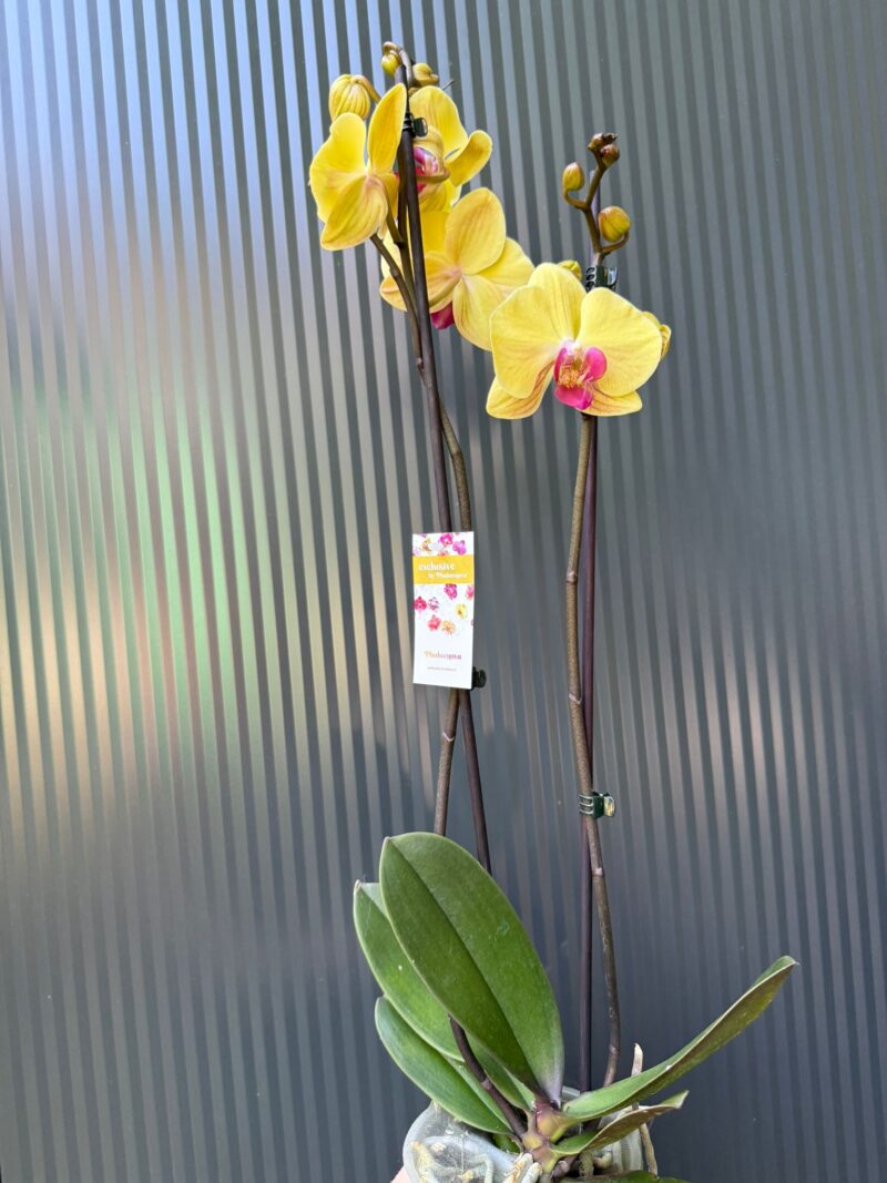 Phalaenopsis Sin-Yaun Golden Beauty Solid Gold | Storczyk przekwitający