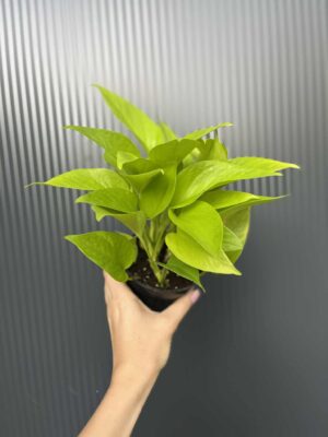 Epipremnum Neon