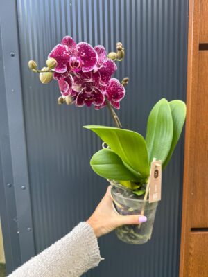 Phalaenopsis Spirit Red | Storczyk Przekwitnięty