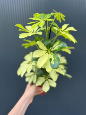 Schefflera arboricola Melanie II kategoria