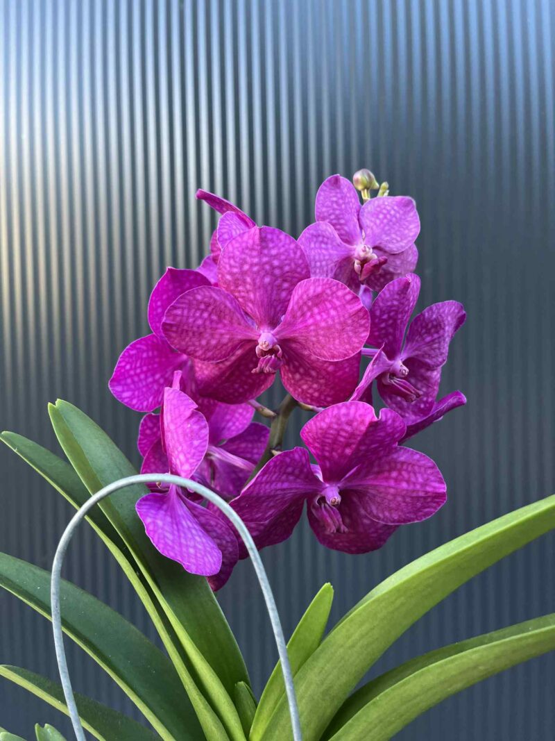 Storczyk Vanda “Hybryda Special ” 5 przekwitnięta