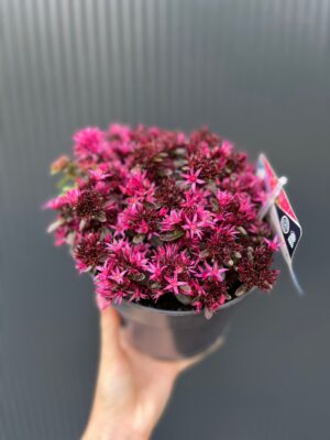 Sedum ‘Spot On Deep Rose’ – Rozchodnik kaukaski