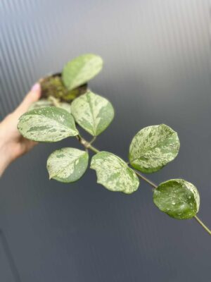 Hoya obovata Splash