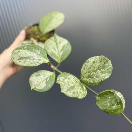 Hoya obovata Splash