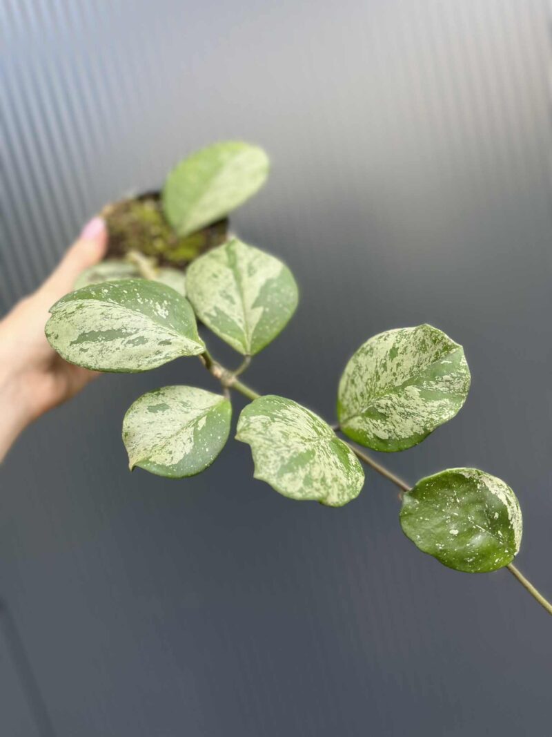 Hoya obovata Splash