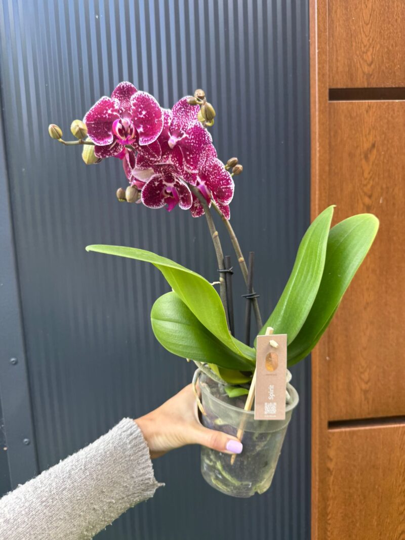 Phalaenopsis Spirit Red | Storczyk Przekwitnięty