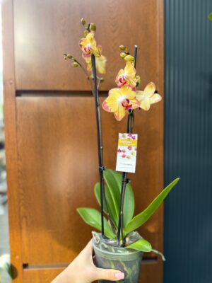 Phalaenopsis Papagayo | Storczyk