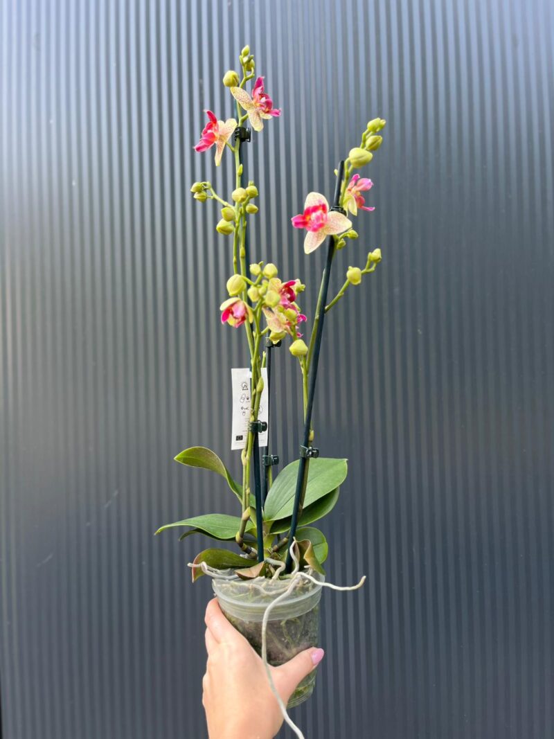 Phalaenopsis Chi-Yueh Kalejdoskop peloric | Storczyk przekwitający