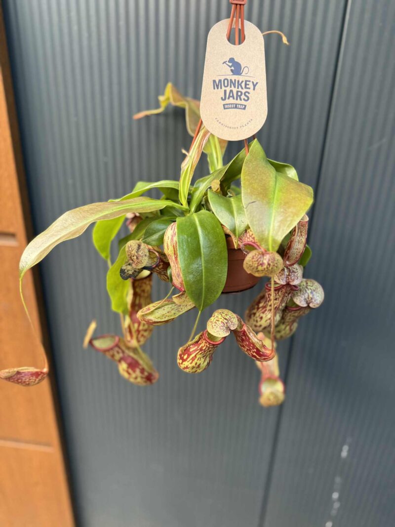 Nepenthes alata – dzbanecznik „Monkey Jars”