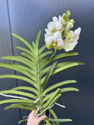 Storczyk Vanda “Hybryda Special ” 1