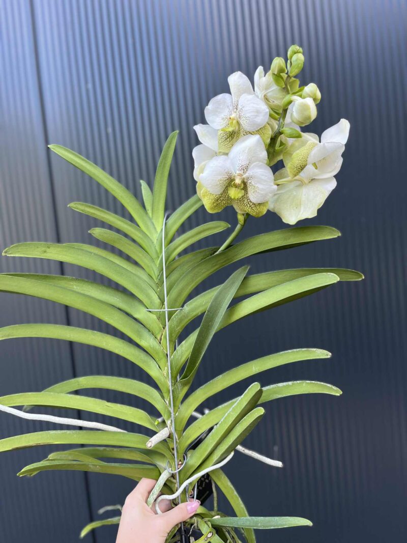 Storczyk Vanda “Hybryda Special ” 1