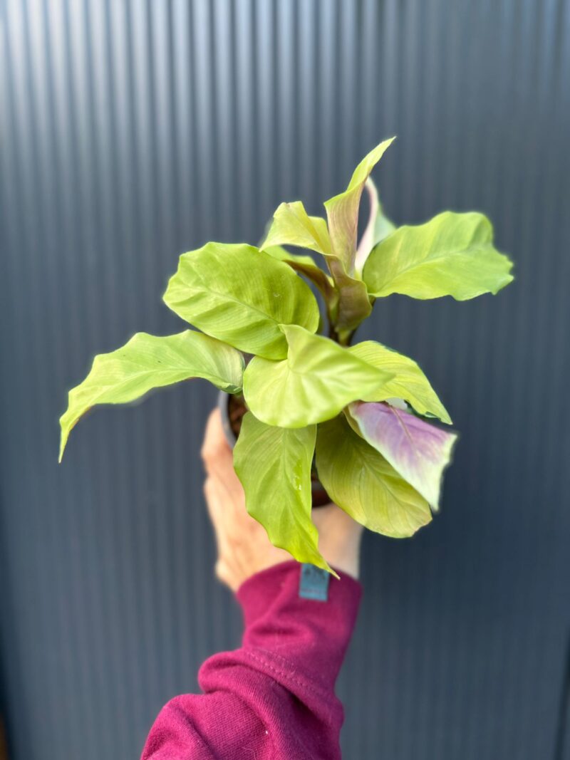 Calathea yellow fusion