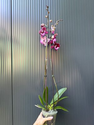 Phalaenopsis ‘Hot Kiss’ | Storczyk