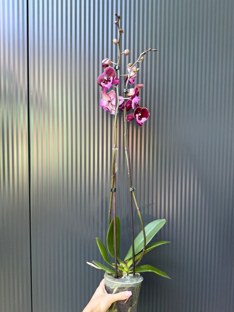 Phalaenopsis ‘Hot Kiss’ | Storczyk