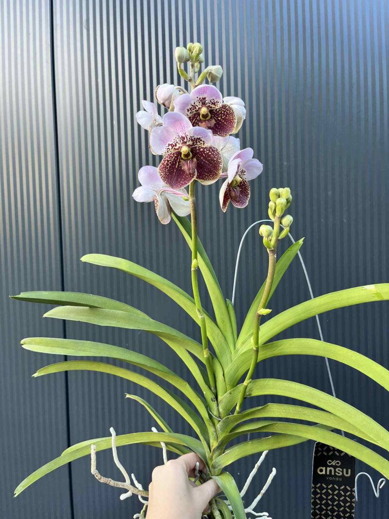Storczyk Vanda “Hybryda Special ” 4