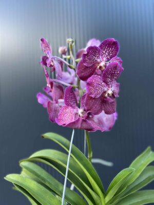 Storczyk Vanda “Hybryda Special ” 6