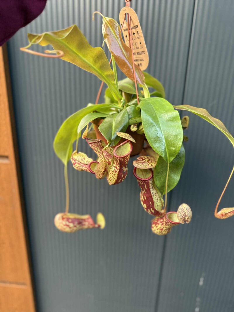 Nepenthes alata – dzbanecznik „Monkey Jars”