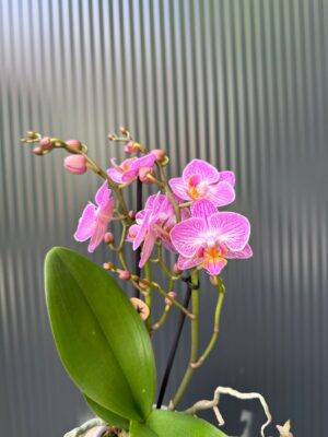 Phalaenopsis Multiflora Switzerland | Storczyk