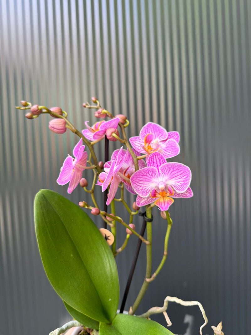 Phalaenopsis Multiflora Switzerland | Storczyk
