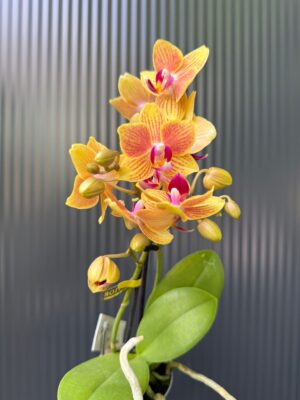 Phalaenopsis Optifriend ‘Indy’ | Storczyk
