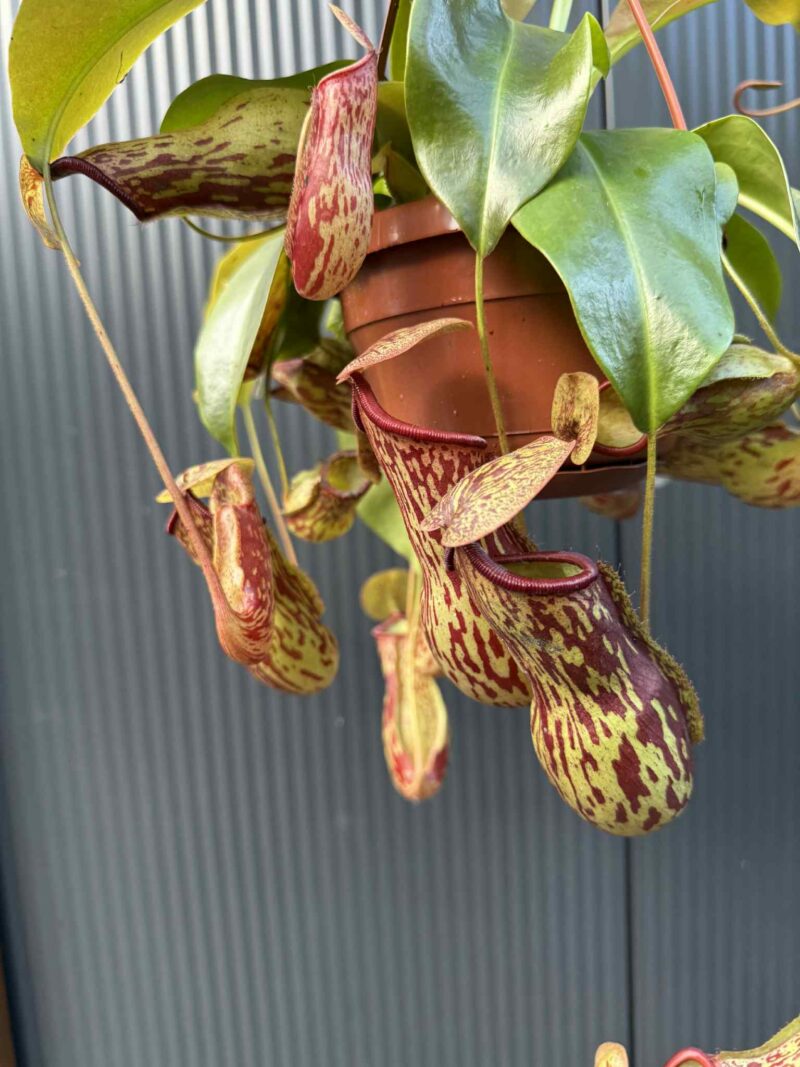 Nepenthes alata – dzbanecznik „Monkey Jars”