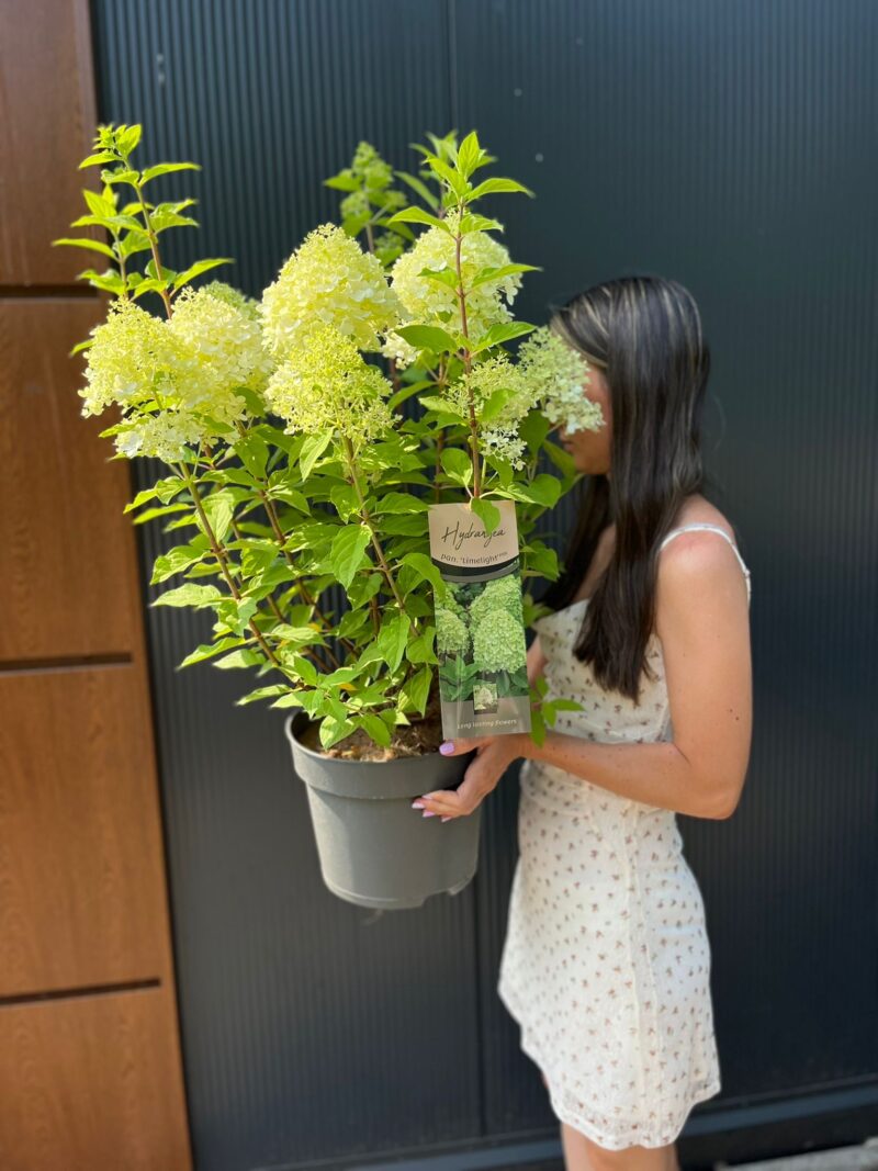 Hydrangea paniculata ‘Garden Light’ | Hortensja bukietowa