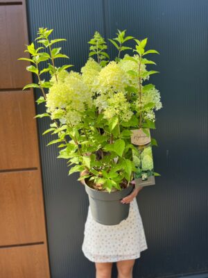 Hydrangea paniculata ‘Garden Light’ | Hortensja bukietowa