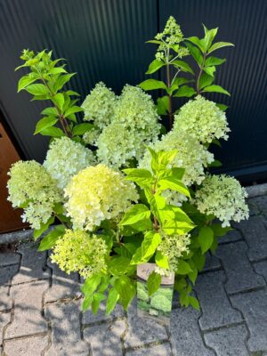 Hydrangea paniculata ‘Garden Light’ | Hortensja bukietowa