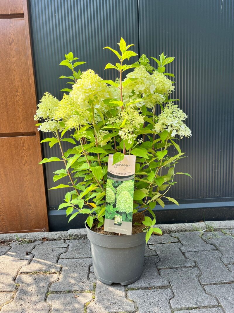 Hydrangea paniculata ‘Garden Light’ | Hortensja bukietowa Hydrangea paniculata ‘Garden Light’ | Hortensja bukietowa