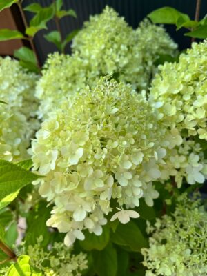 Hydrangea paniculata ‘Garden Light’ | Hortensja bukietowa