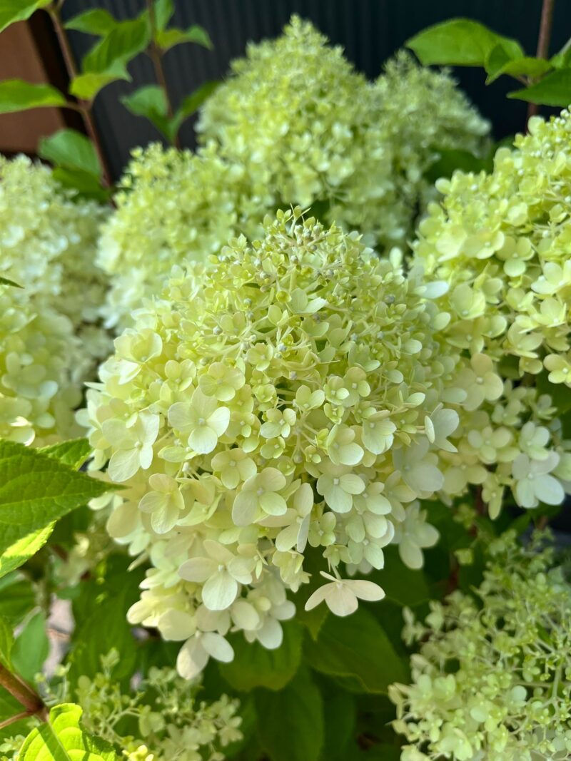 Hydrangea paniculata ‘Garden Light’ | Hortensja bukietowa