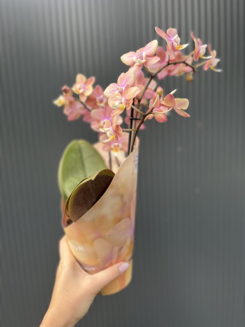 Phalaenopsis ‘Melion’ – storczyk pachnący | Storczyk