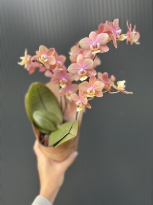 Phalaenopsis ‘Melion’ – storczyk pachnący | Storczyk
