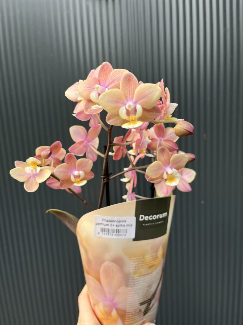 Phalaenopsis ‘Melion’ – storczyk pachnący | Storczyk